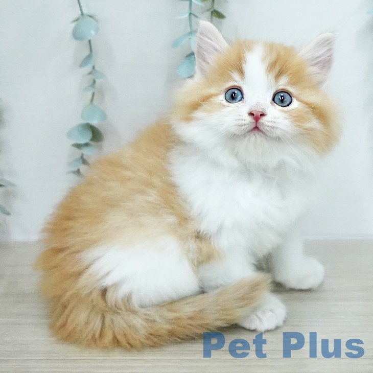 ラガマフィンの写真2