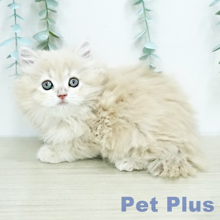 ラガマフィンの写真2