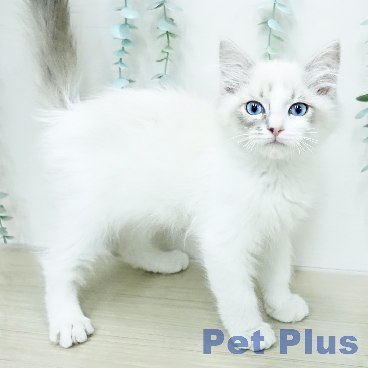 ラグドールの写真2