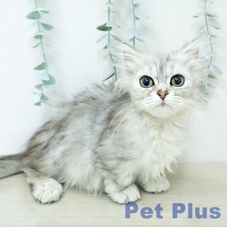 ミヌエットの写真2