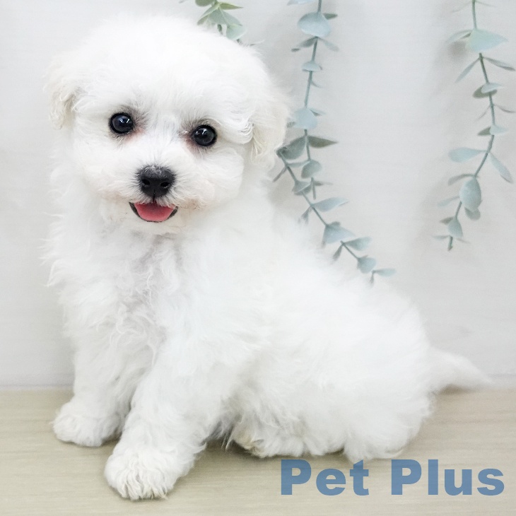 ビション・フリーゼの写真2