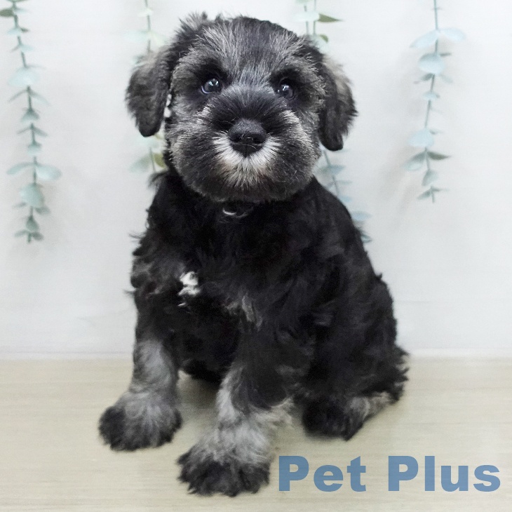 ミニチュア・シュナウザー