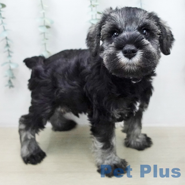 ミニチュア・シュナウザーの写真2