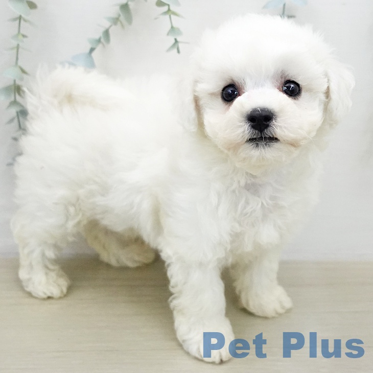 ビション・フリーゼ