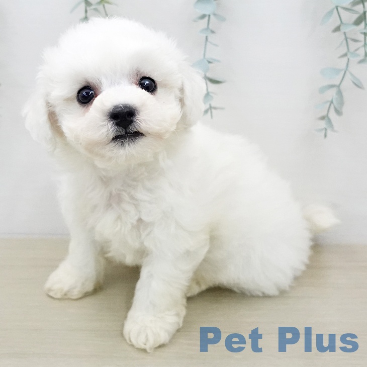 ビション・フリーゼの写真2