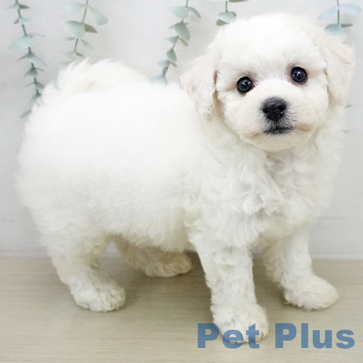 ビション・フリーゼ