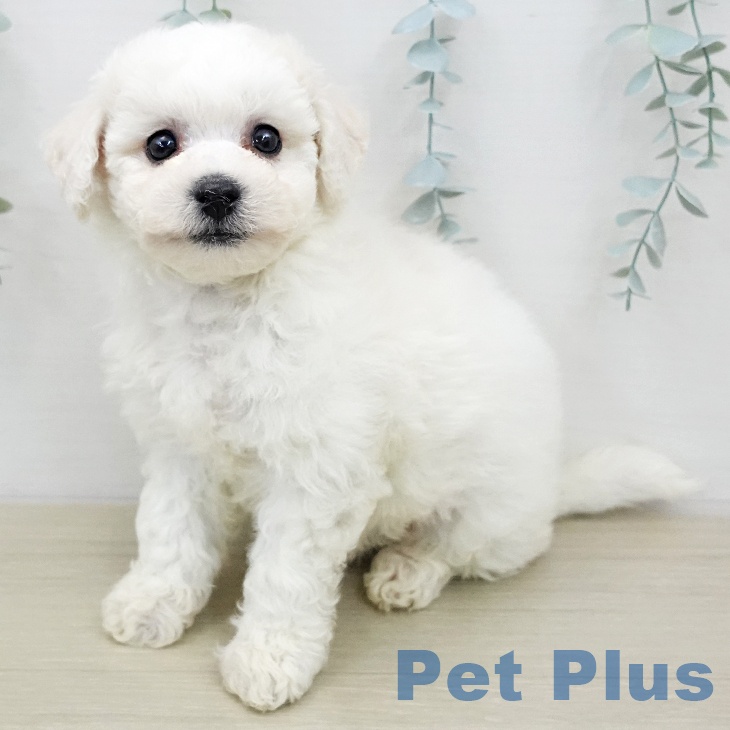 ビション・フリーゼの写真2