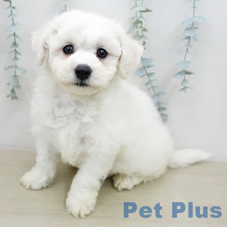 ビション・フリーゼ