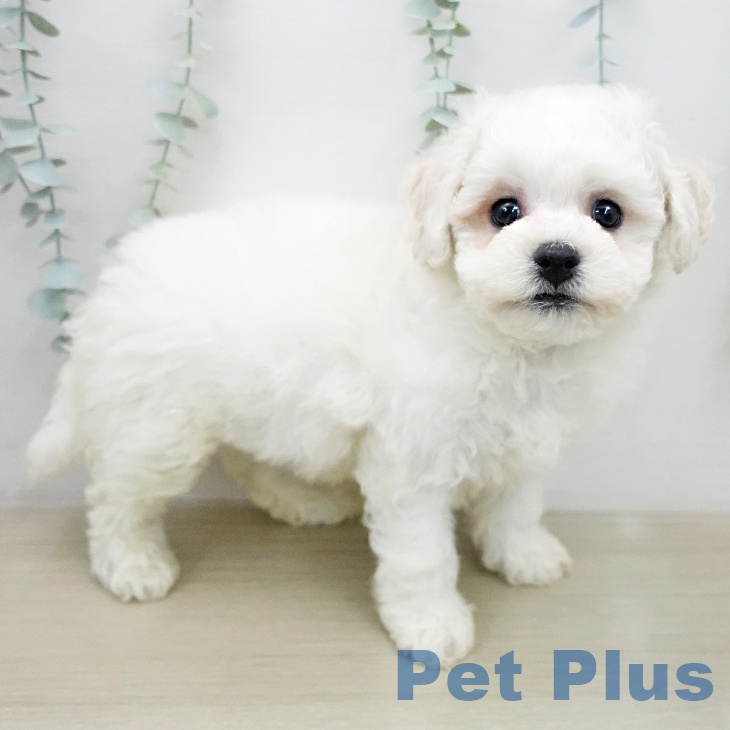 ビション・フリーゼ