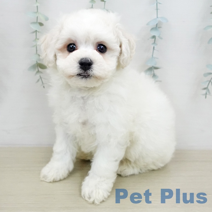 ビション・フリーゼの写真2