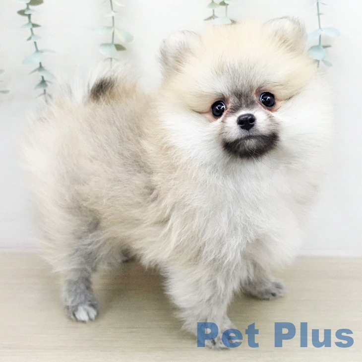 ポメラニアンの写真2