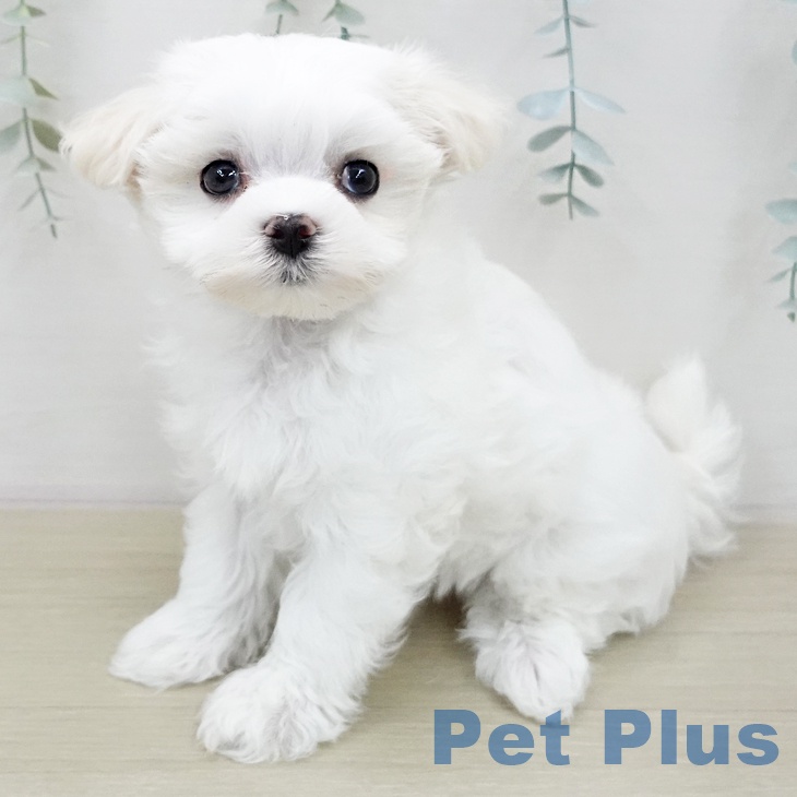 マルチーズの写真2