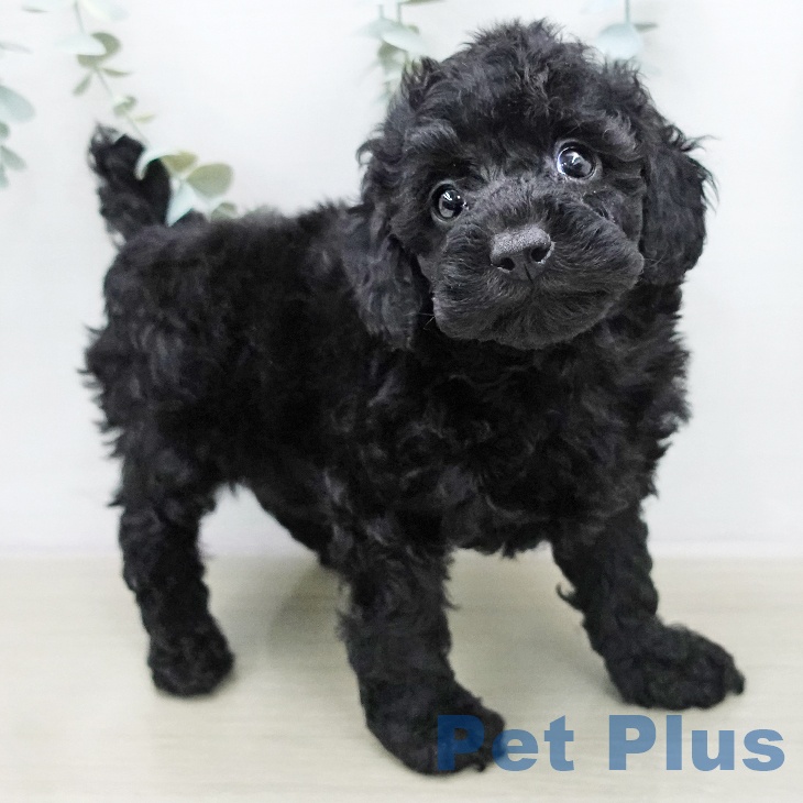 トイ・プードルの写真2