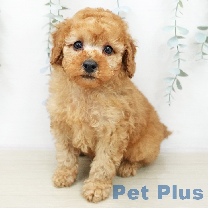 トイ・プードル