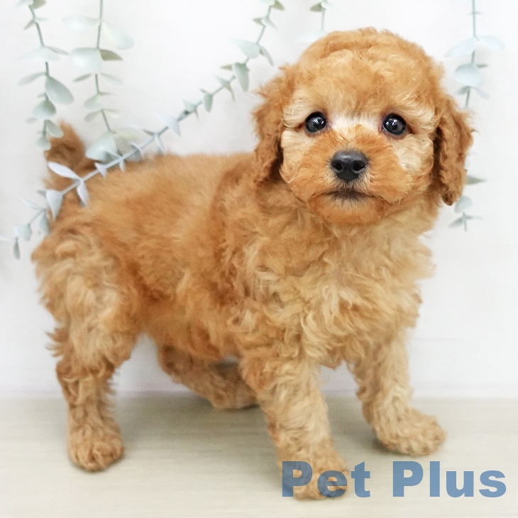 トイ・プードルの写真2