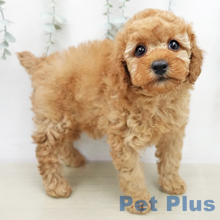 トイ・プードル