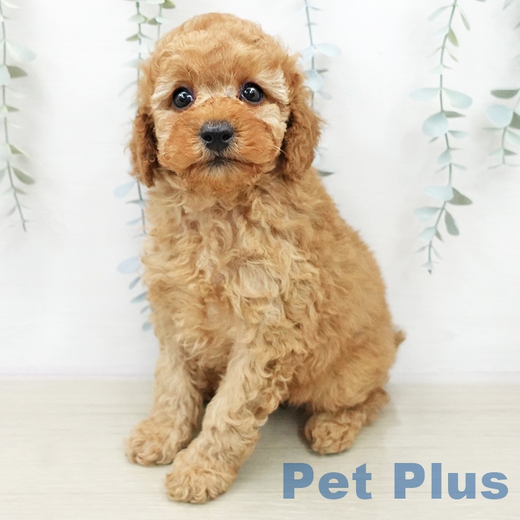 トイ・プードルの写真2