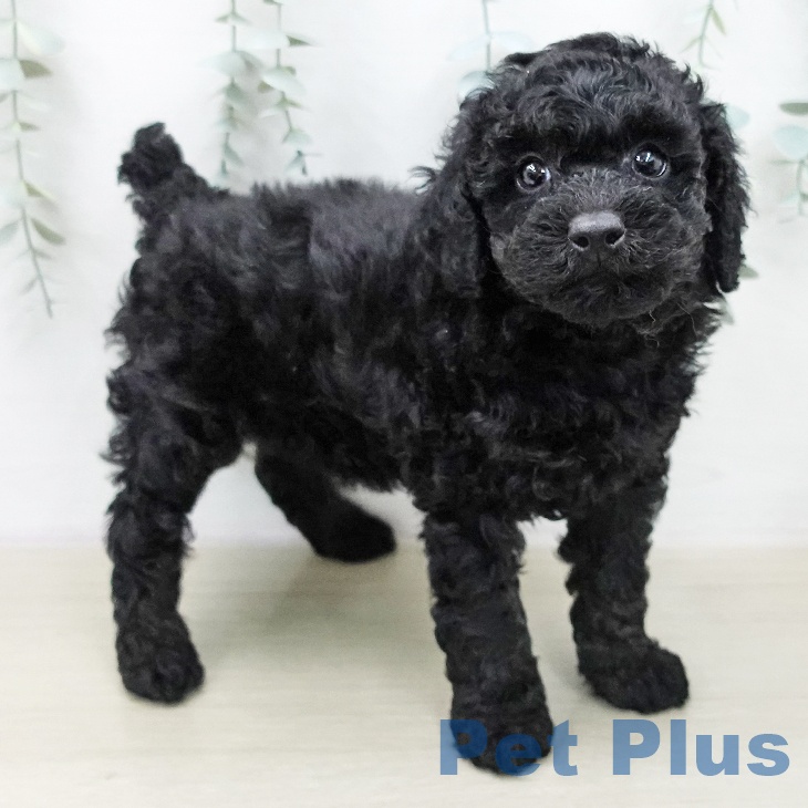 トイ・プードルの写真2