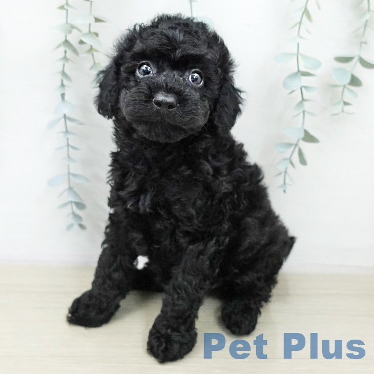 トイ・プードルの写真2