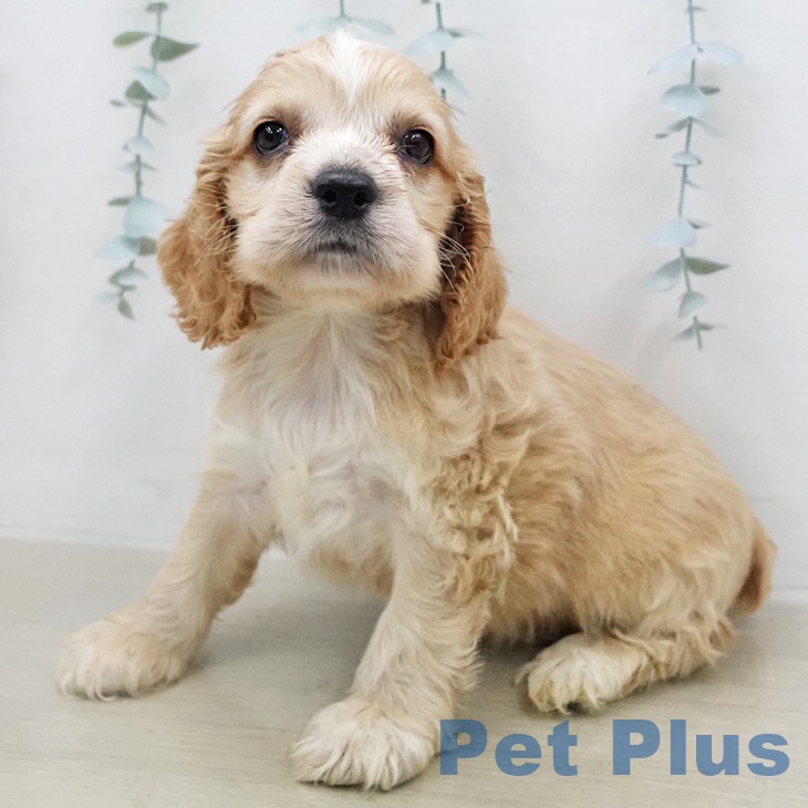 アメリカン・コッカー・スパニエル