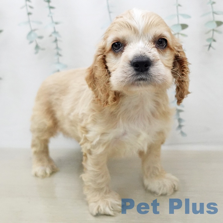 アメリカン・コッカー・スパニエルの写真2