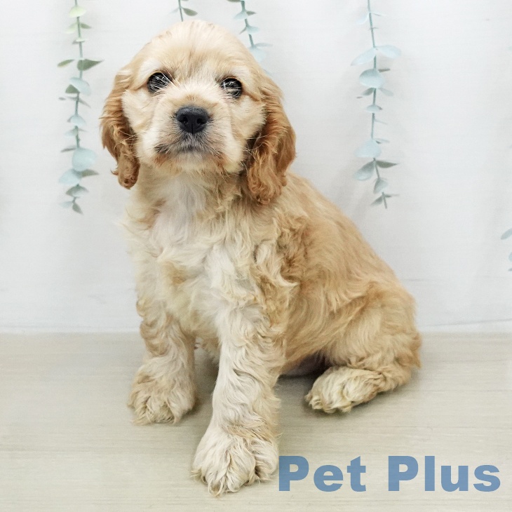 アメリカン・コッカー・スパニエル