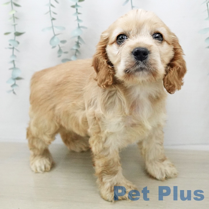 アメリカン・コッカー・スパニエルの写真2