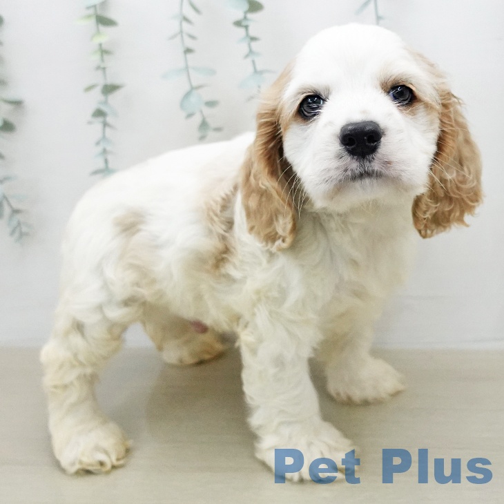 アメリカン・コッカー・スパニエル