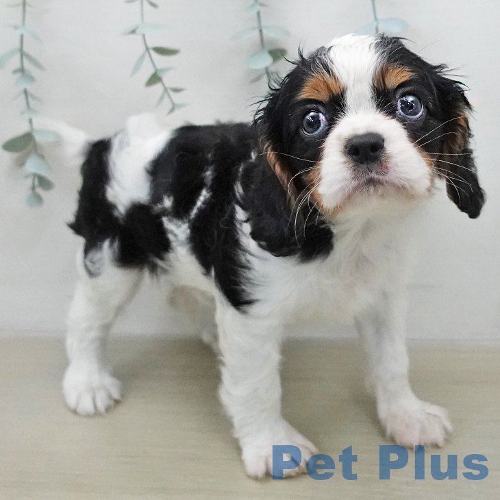 キャバリア・キングチャールズ・スパニエル