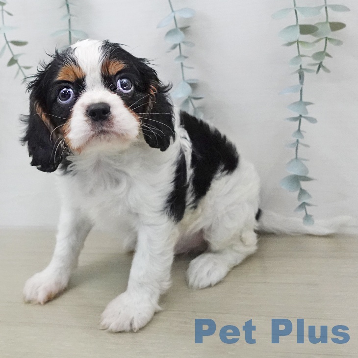 キャバリア・キングチャールズ・スパニエルの写真2