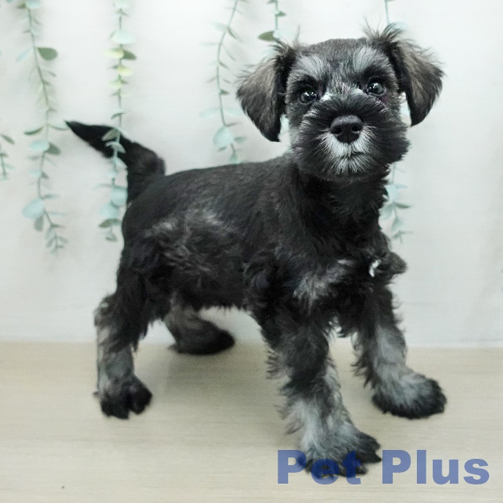 ミニチュア・シュナウザー