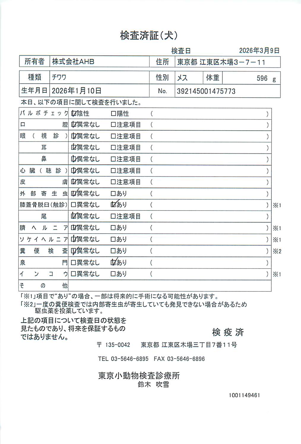 チワワ