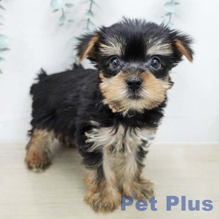 ヨークシャー・テリア