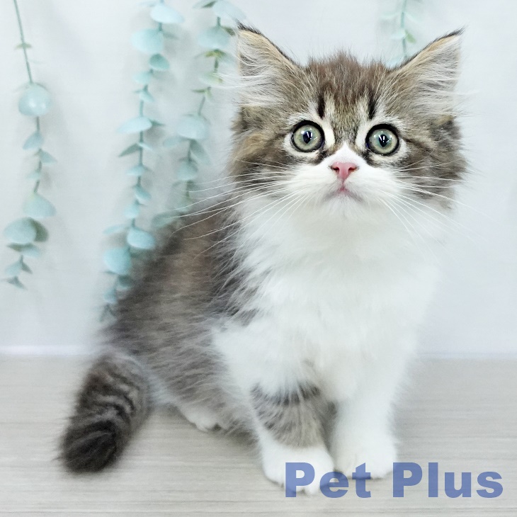 スコティッシュフォールド