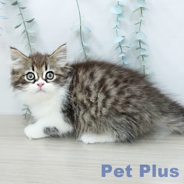 スコティッシュフォールドの写真2