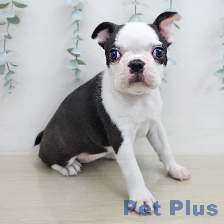 ボストン・テリア