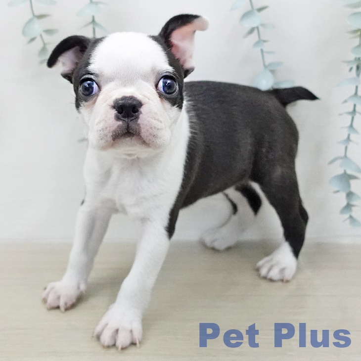 ボストン・テリアの写真2