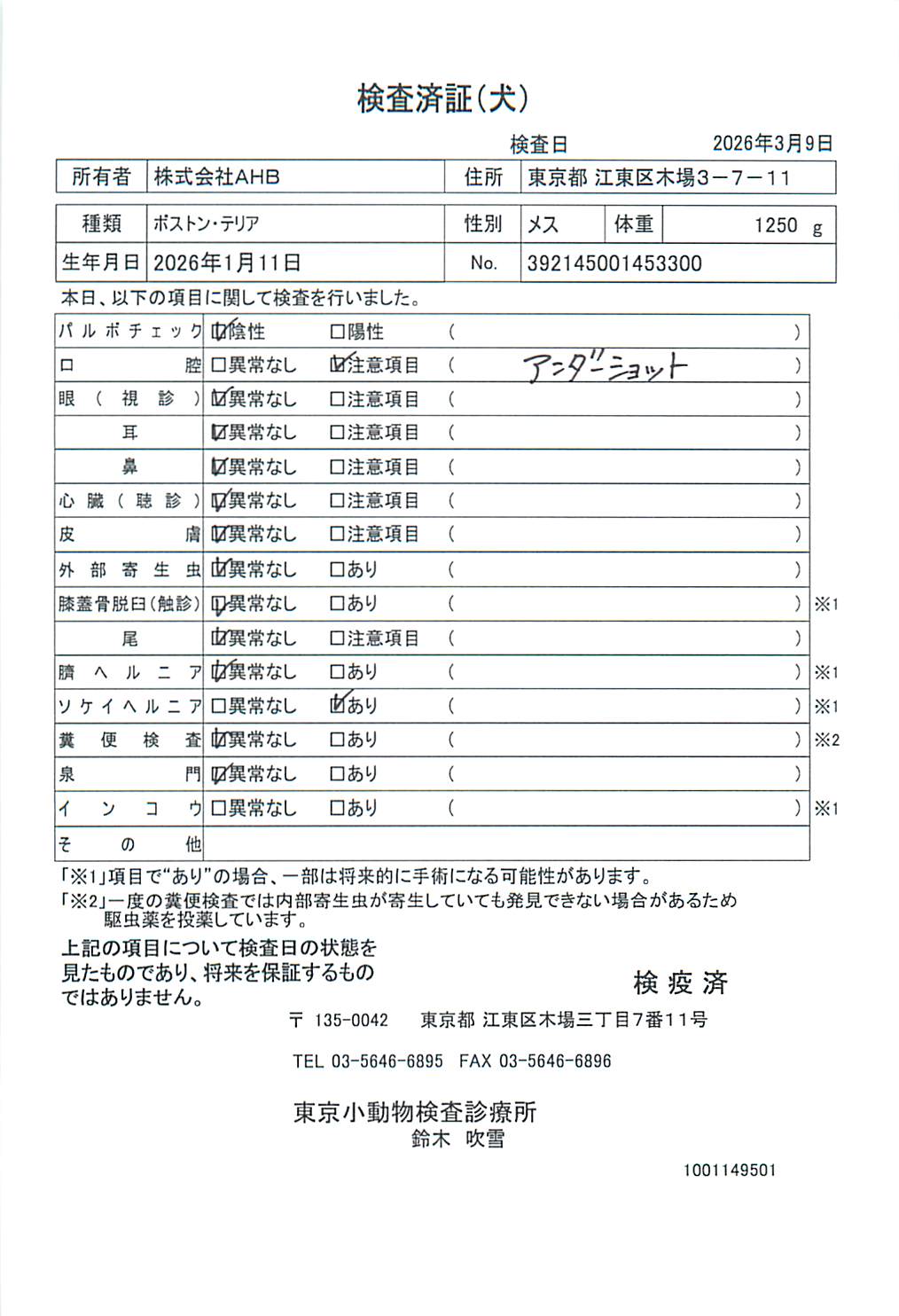 ボストン・テリア