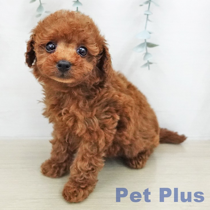 トイ・プードル