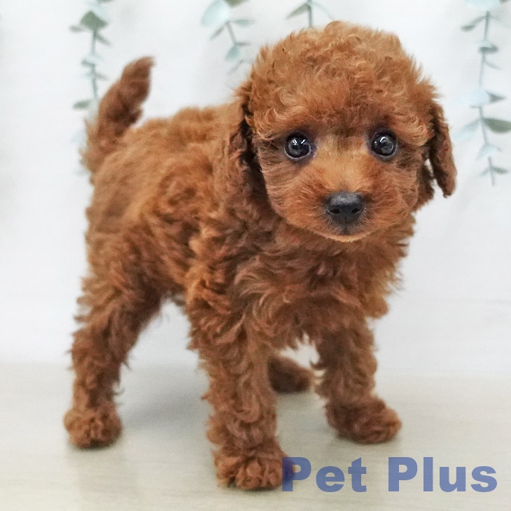 トイ・プードルの写真2