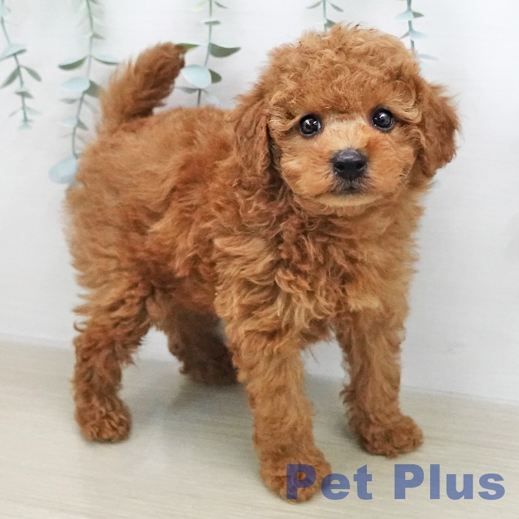 トイ・プードル