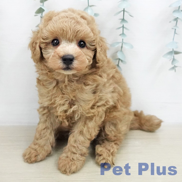 トイ・プードル