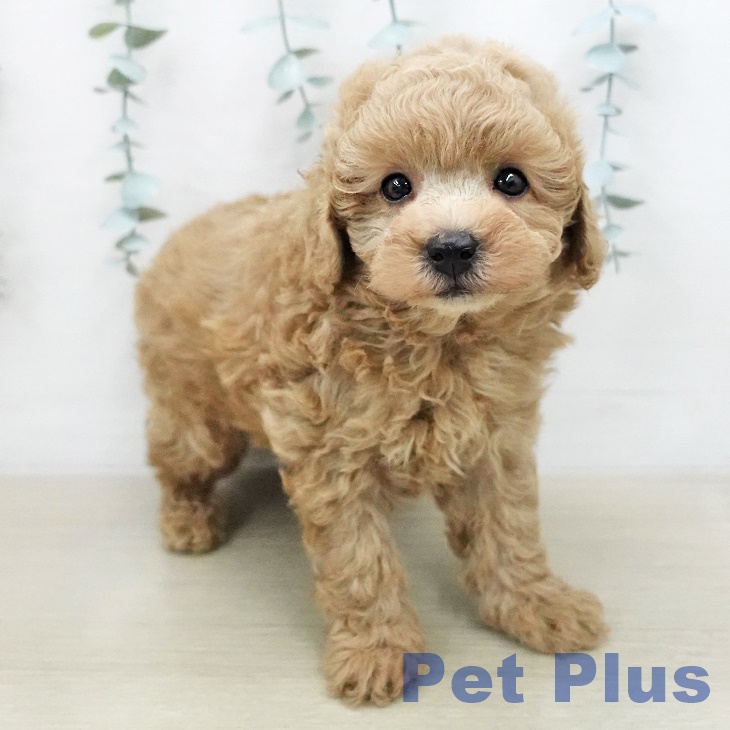 トイ・プードルの写真2