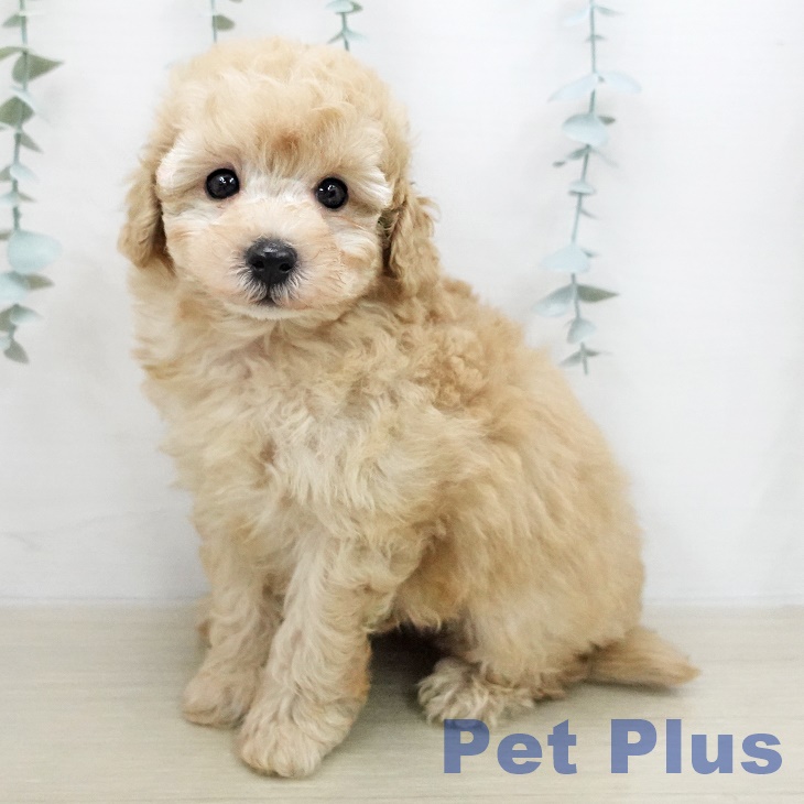 トイ・プードル