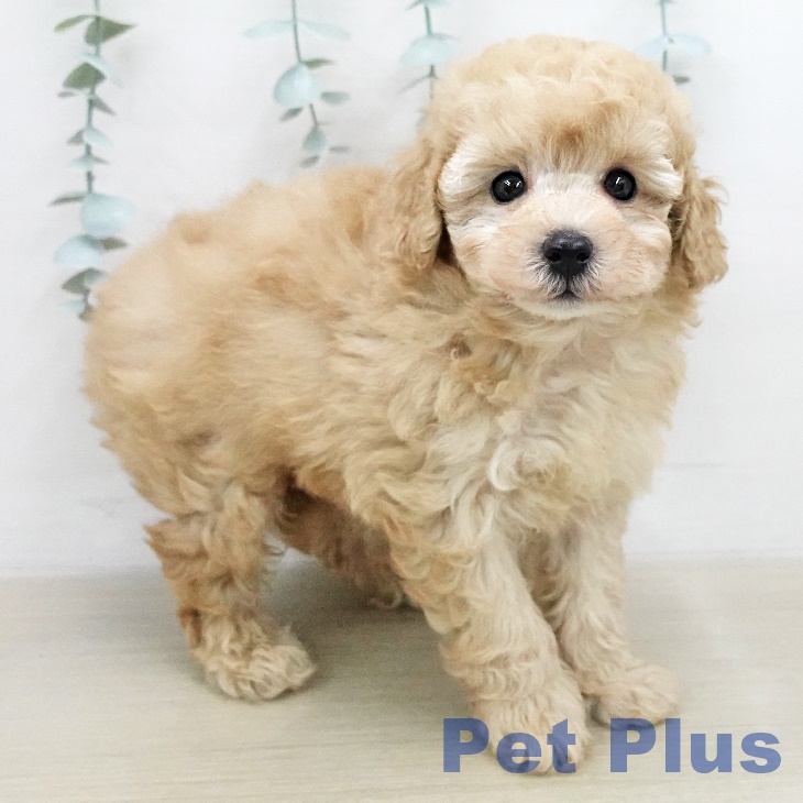 トイ・プードルの写真2