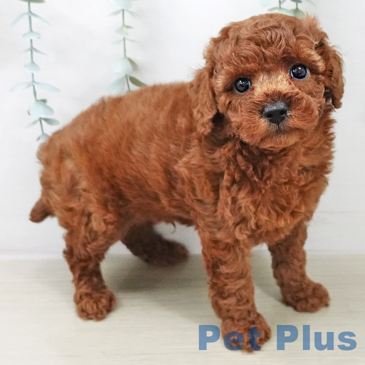 トイ・プードル