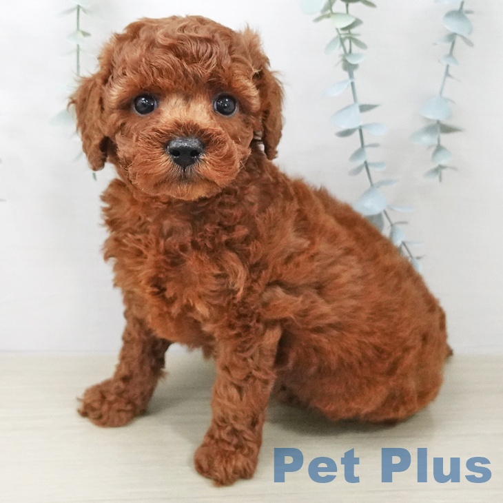 トイ・プードルの写真2