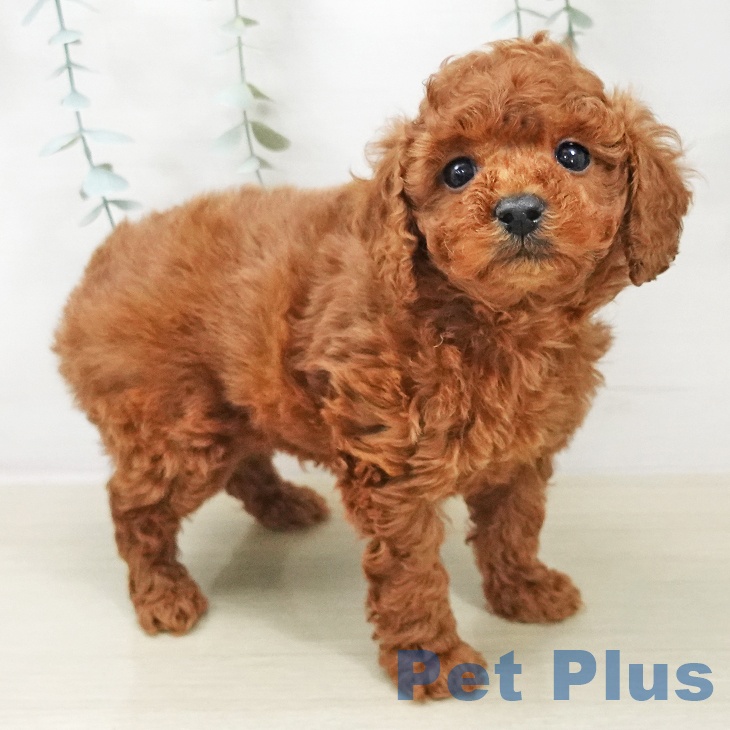 トイ・プードル