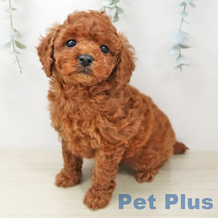 トイ・プードル