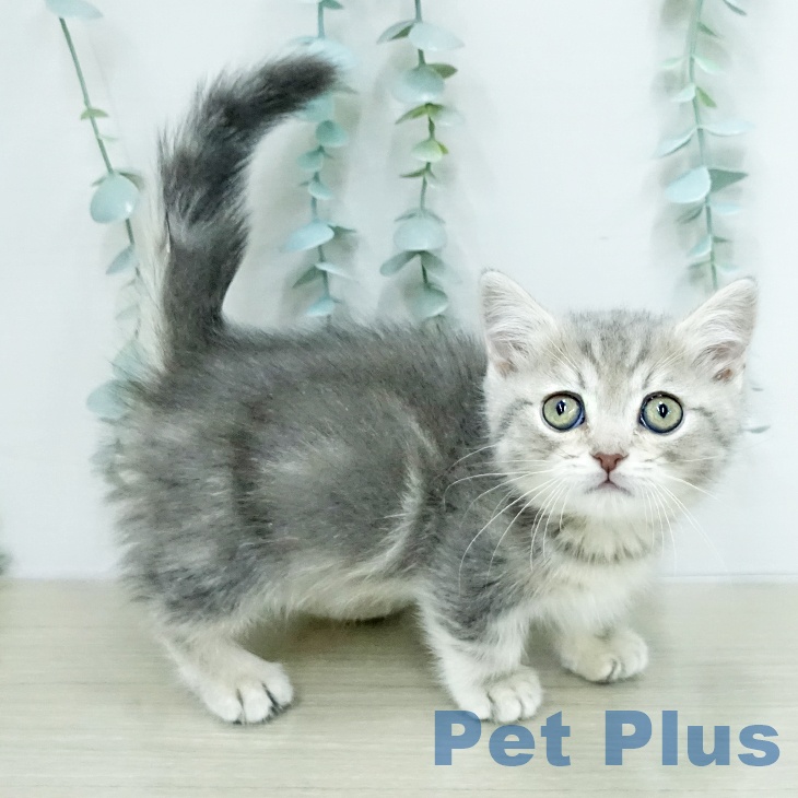 ミヌエットの写真2